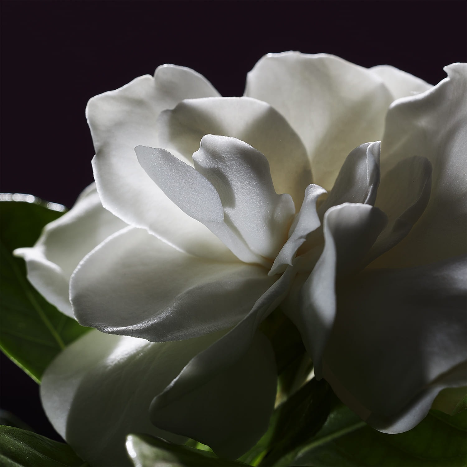Gaia Parfum